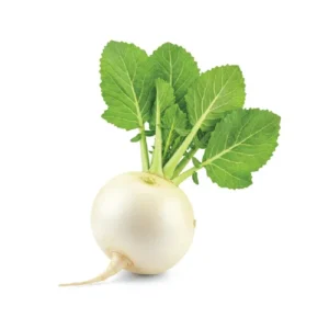 צנון לבן