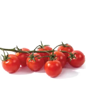 שרי תמר