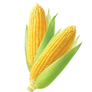 תירס